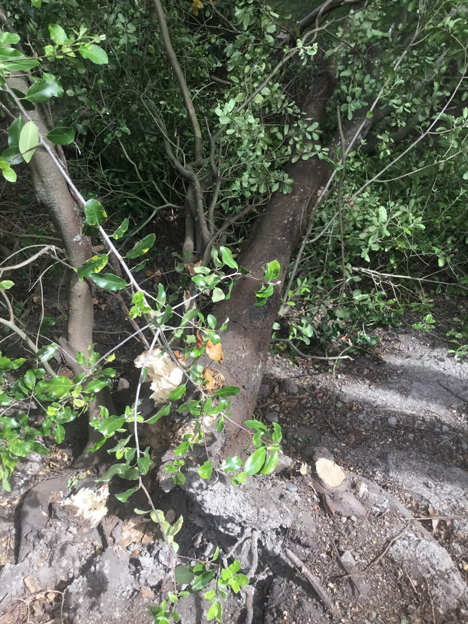 The photograph attached to this parks report