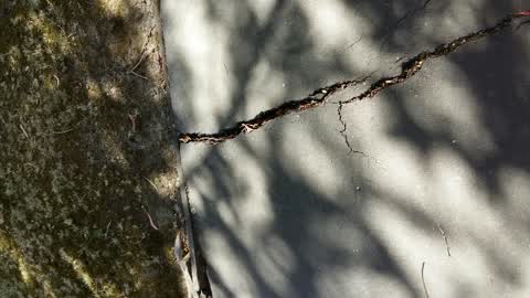 Parks, a report photo
