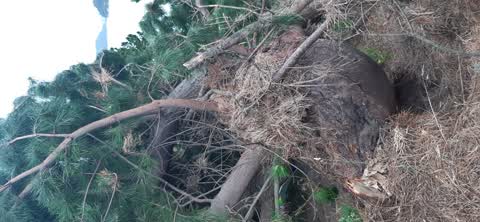Parks, a report photo