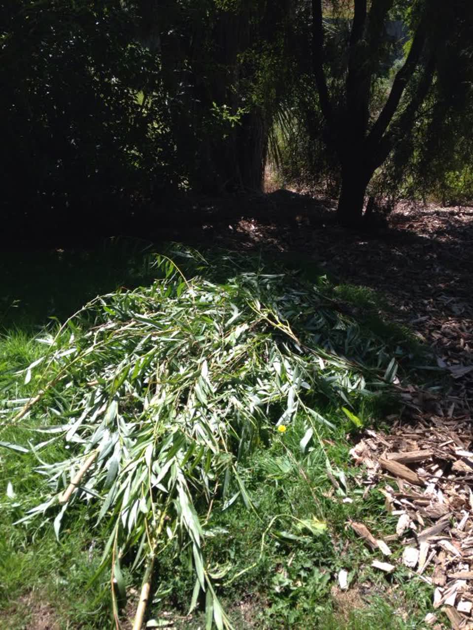 The photograph attached to this parks report
