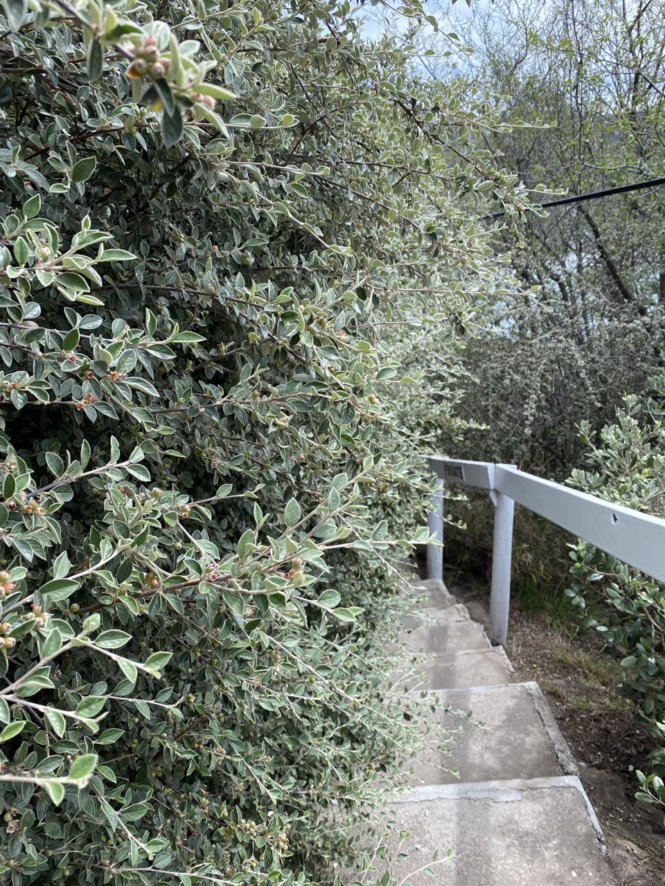 The photograph attached to this parks report