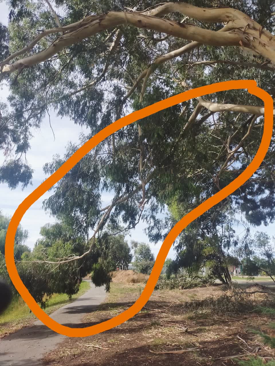 The photograph attached to this parks report