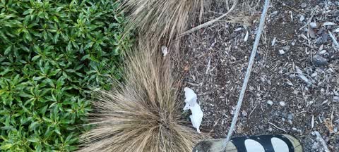 Parks, a report photo