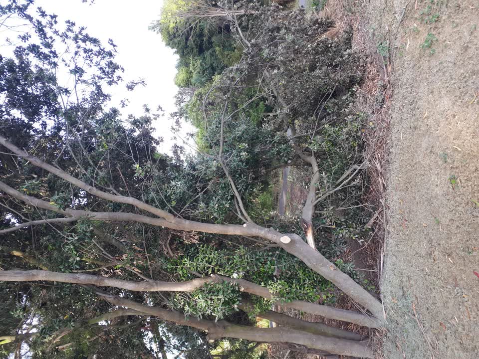 The photograph attached to this parks report