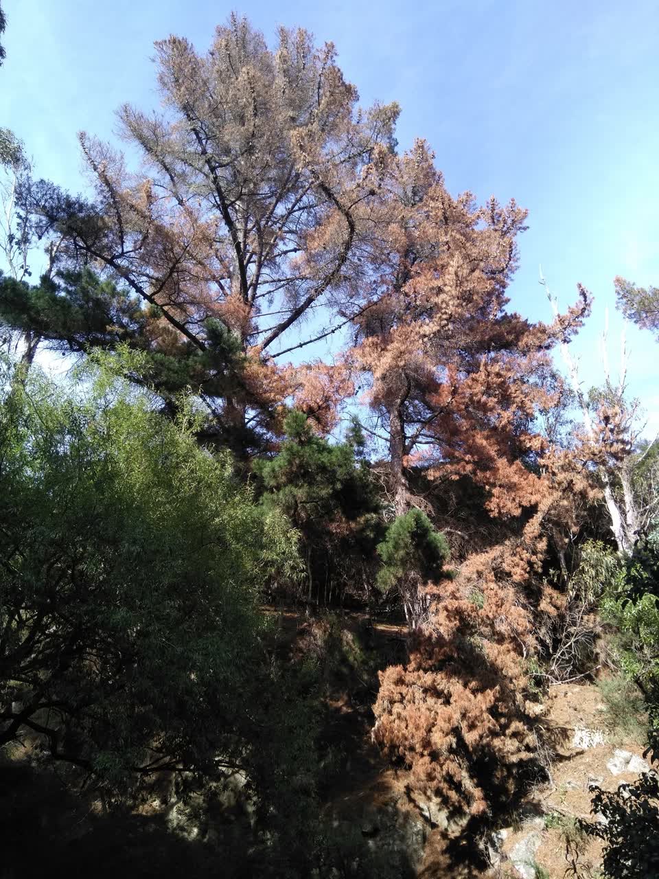 The photograph attached to this parks report