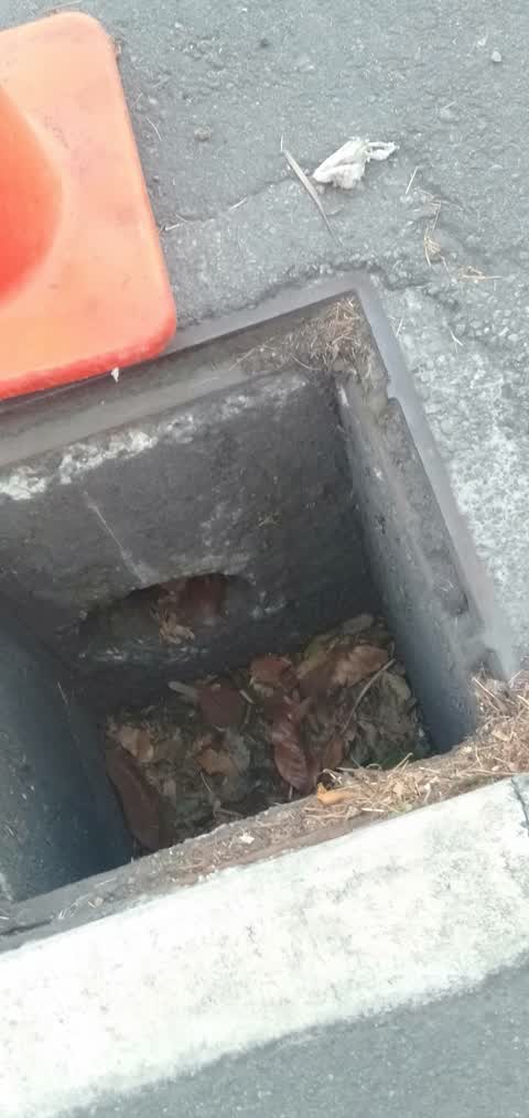 Sewer - General, a report photo