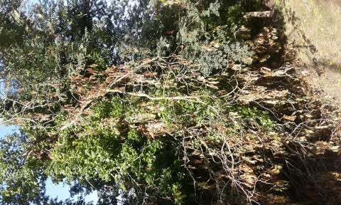 Parks, a report photo