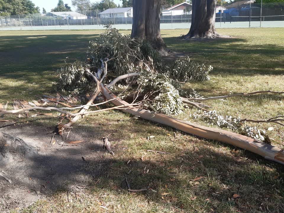 The photograph attached to this parks report