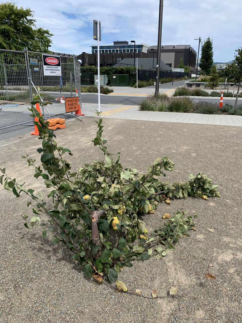 The photograph attached to this parks report