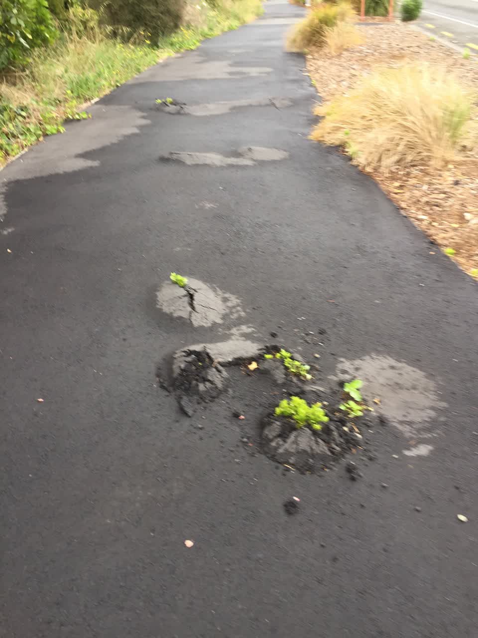 The photograph attached to this street light outage report