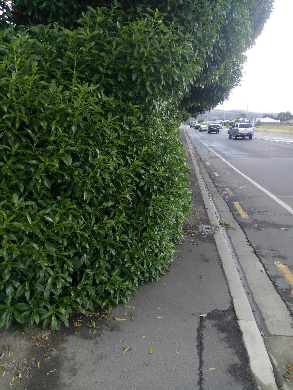 The photograph attached to this street light outage report
