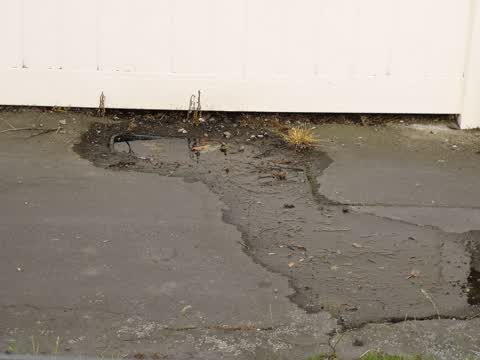 Water Leak, a report photo