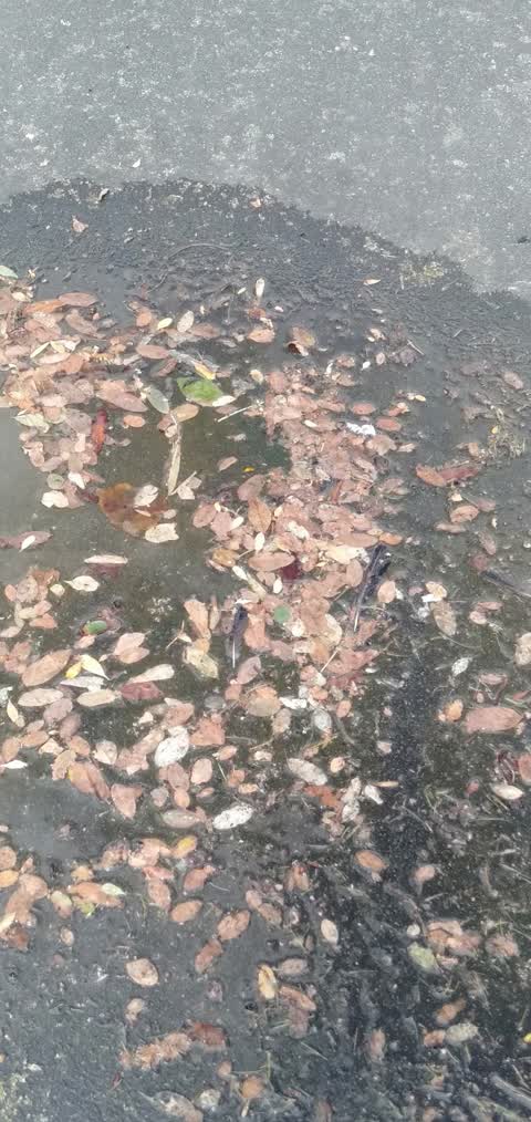 Water Leak, a report photo