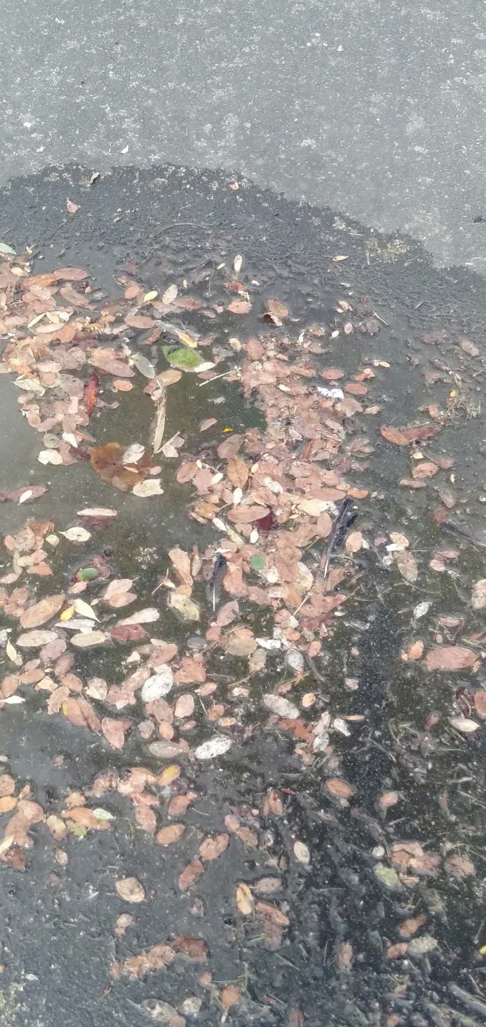 The photograph attached to this water leak report