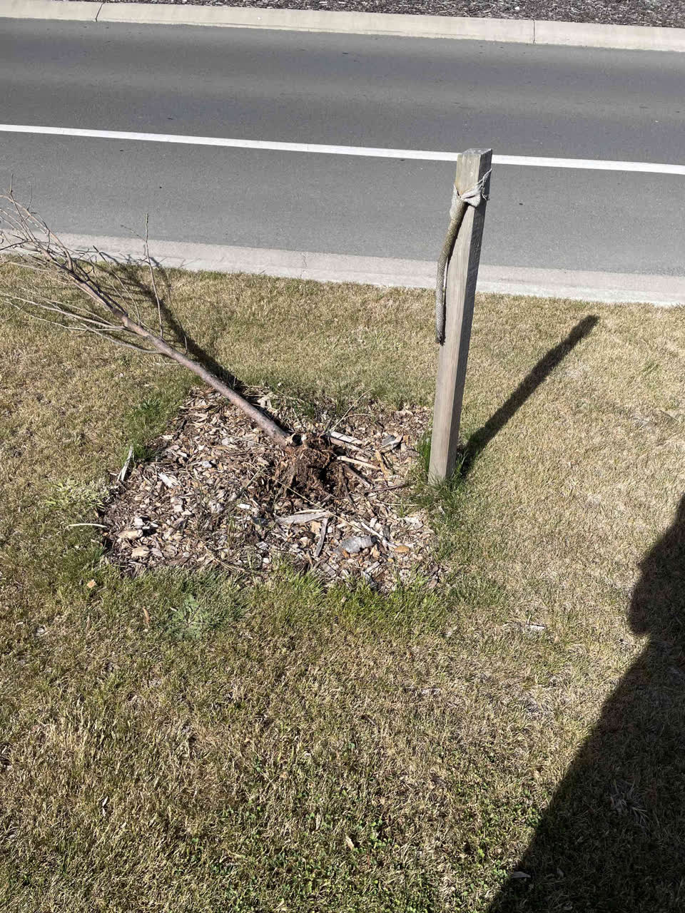 The photograph attached to this parks report