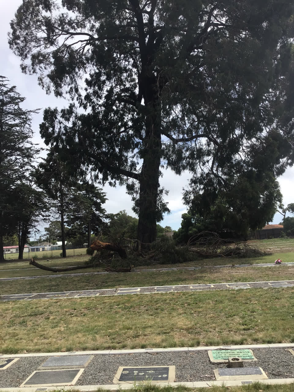 The photograph attached to this parks report