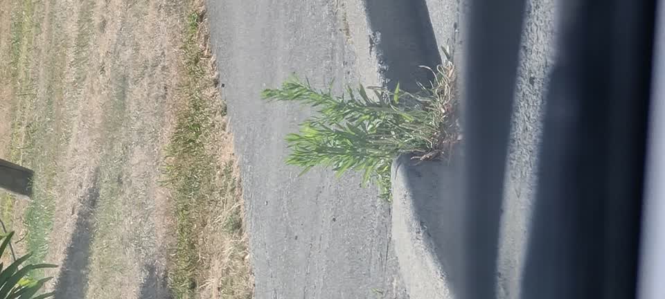 The photograph attached to this street light outage report