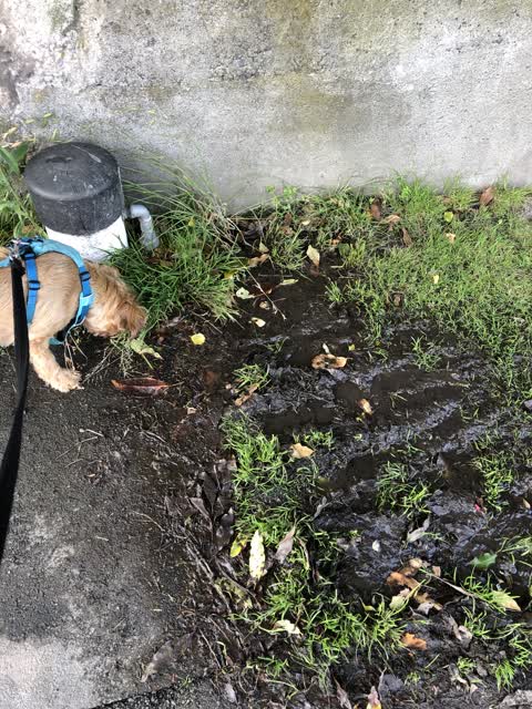 Water Leak, a report photo