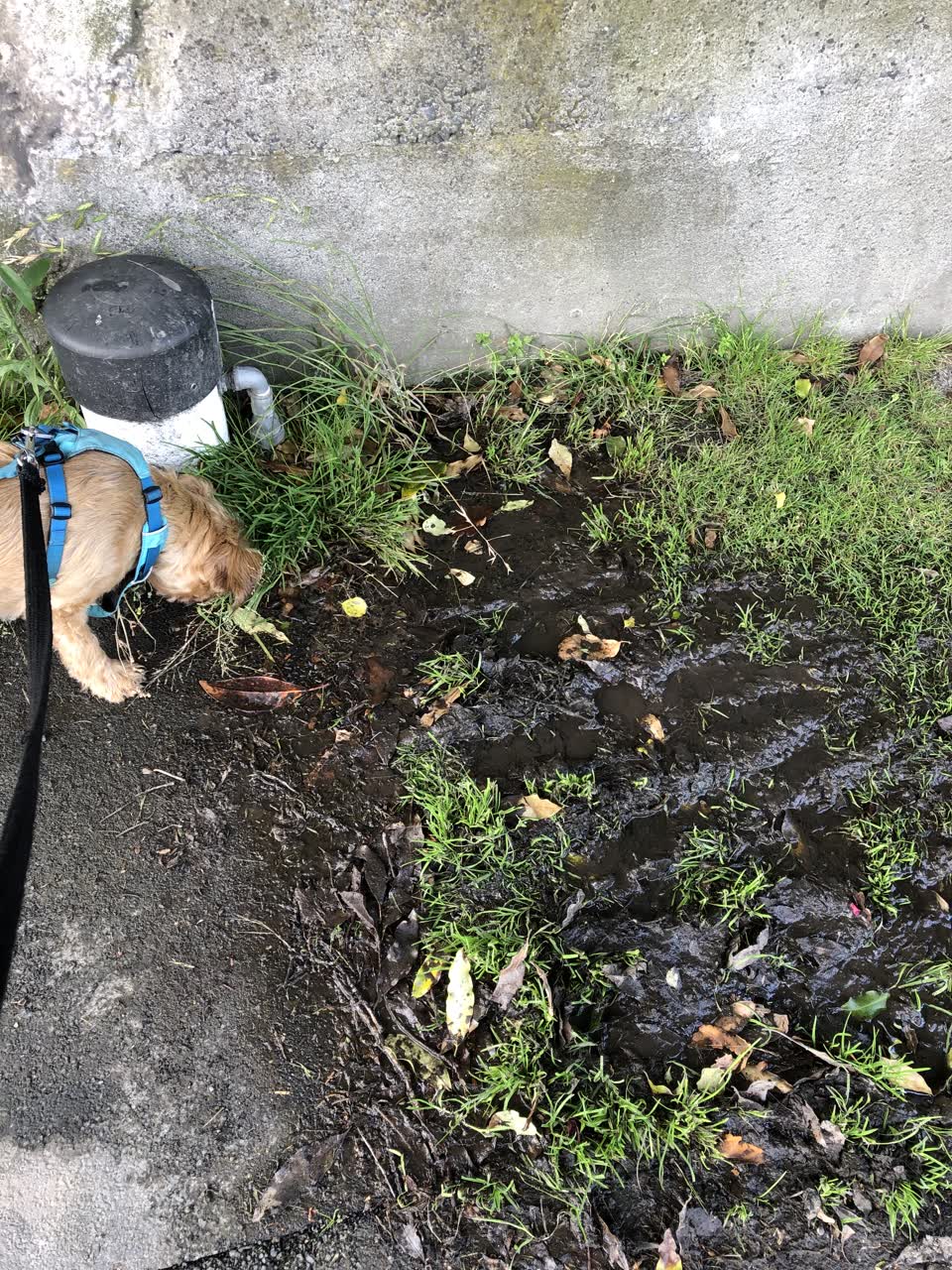 The photograph attached to this water leak report