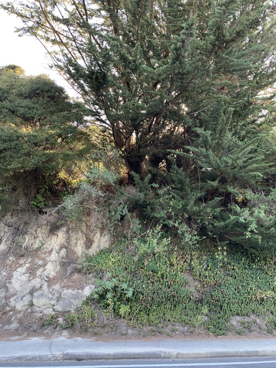 The photograph attached to this parks report