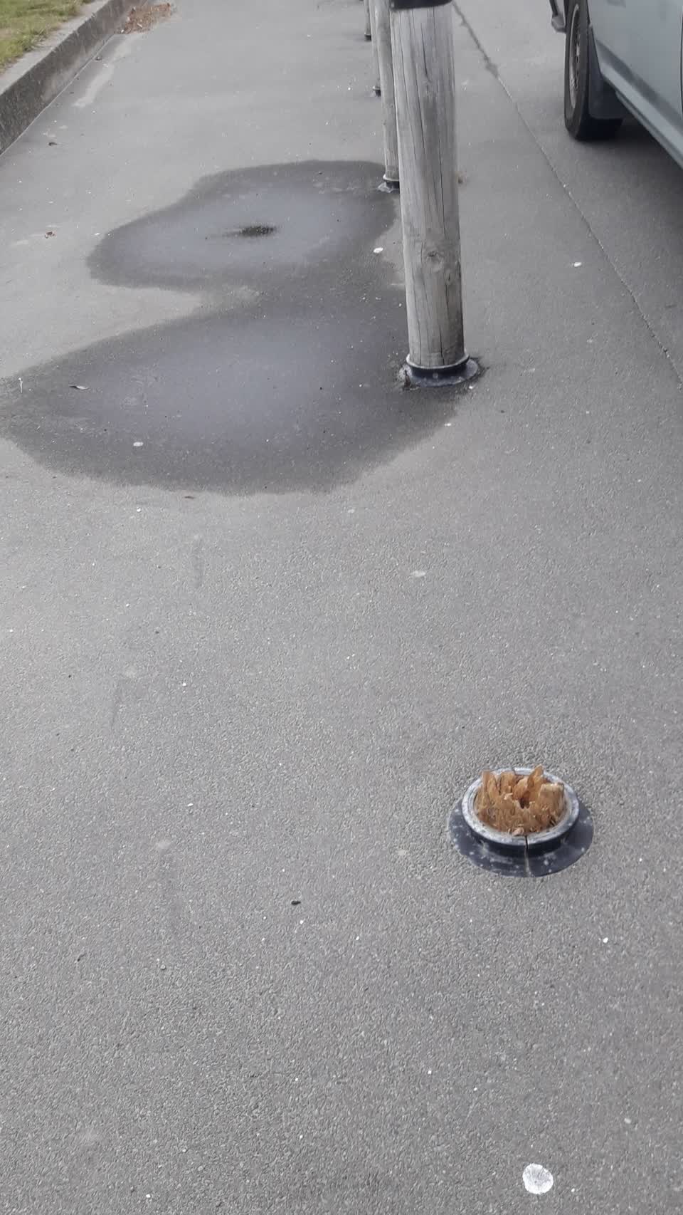 The photograph attached to this parks report