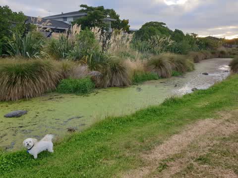 General Request, a report photo