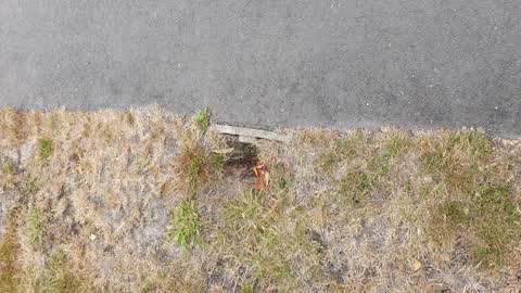 Street Light Outage, a report photo