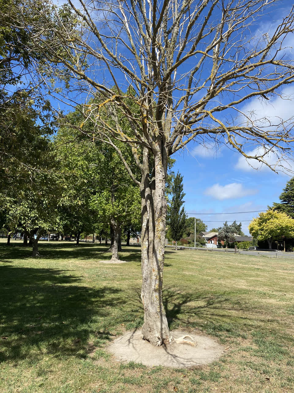 The photograph attached to this parks report