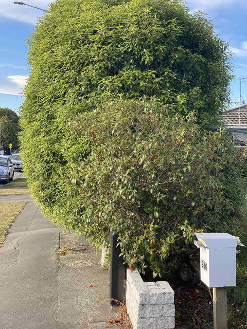 Street Light Outage, a report photo