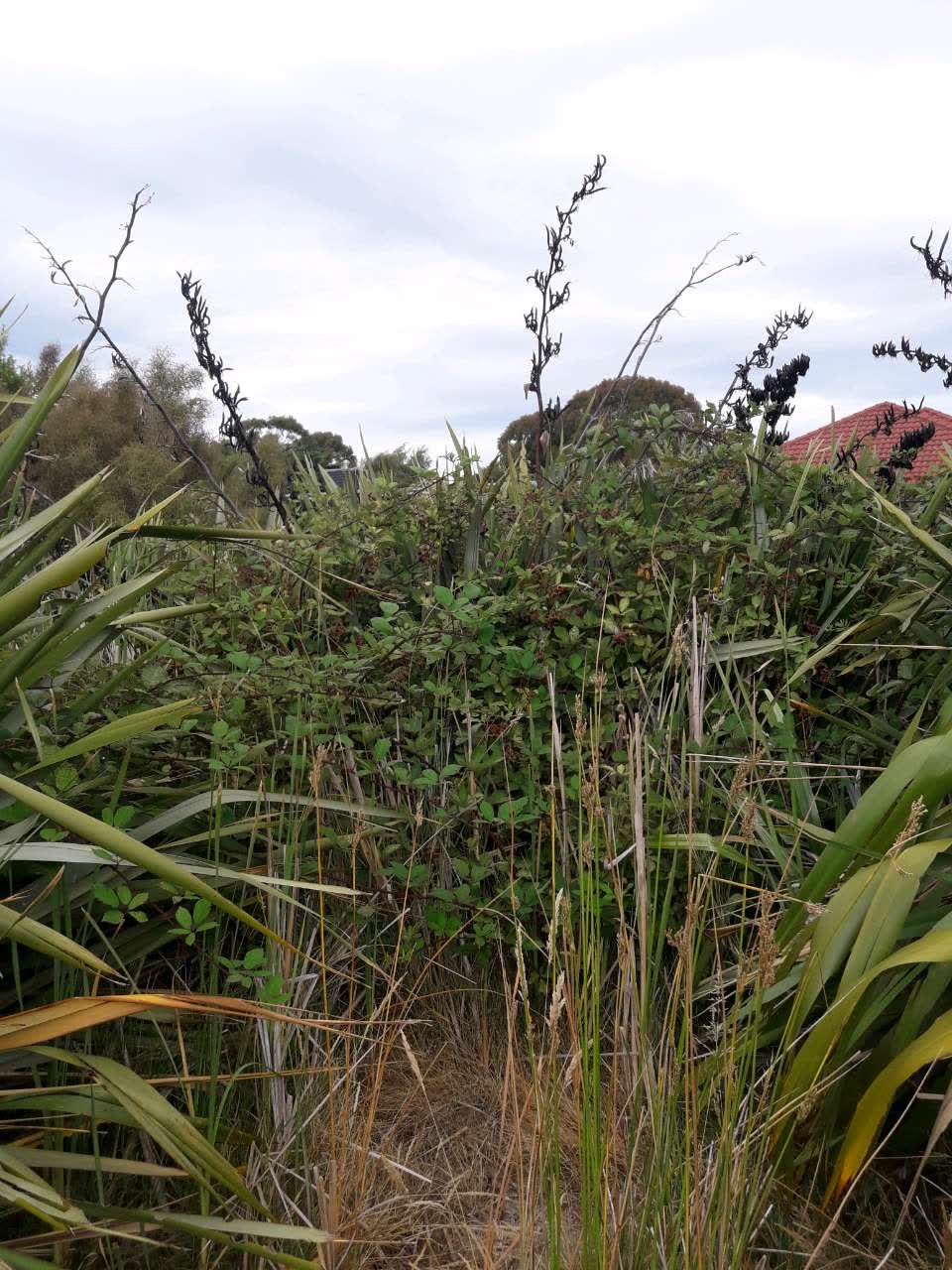 The photograph attached to this parks report