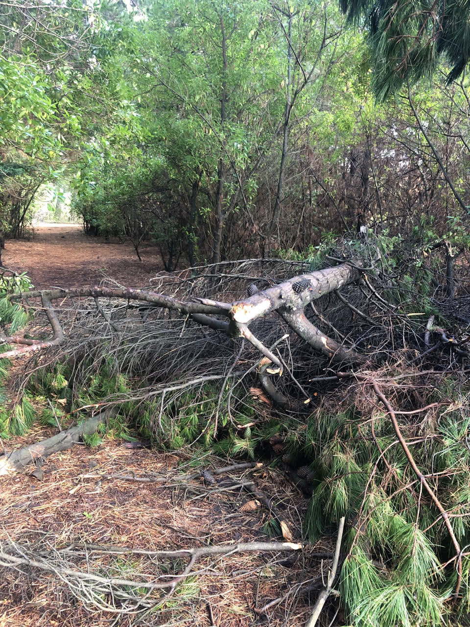 The photograph attached to this parks report
