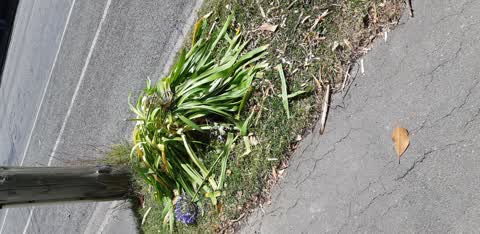 Rubbish/Recycling, a report photo