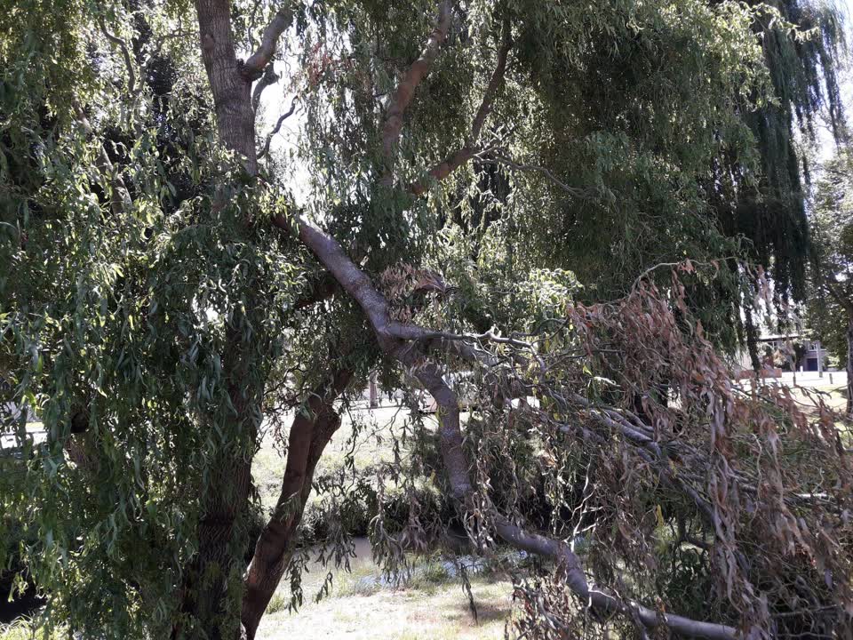 The photograph attached to this parks report