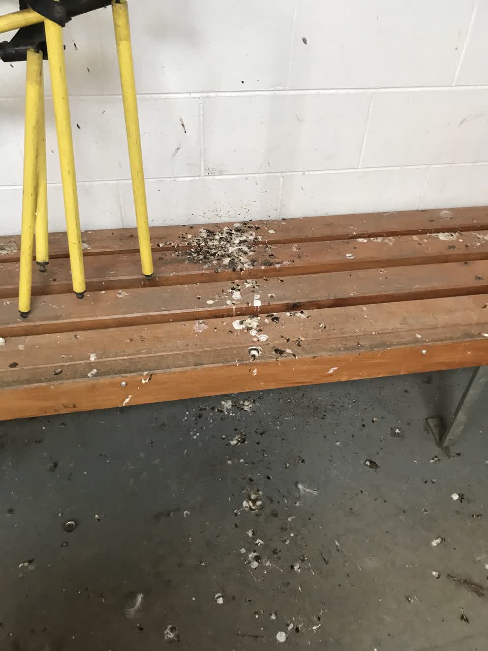 The photograph attached to this parks report