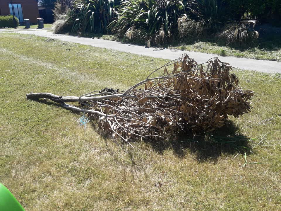 The photograph attached to this parks report