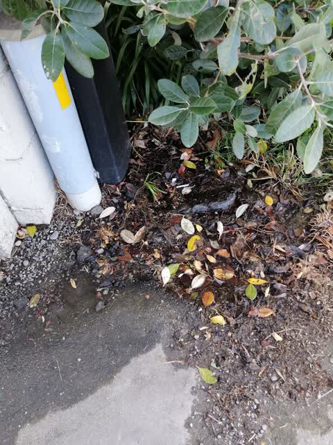 Water Leak, a report photo