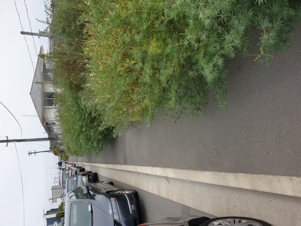 The photograph attached to this street light outage report