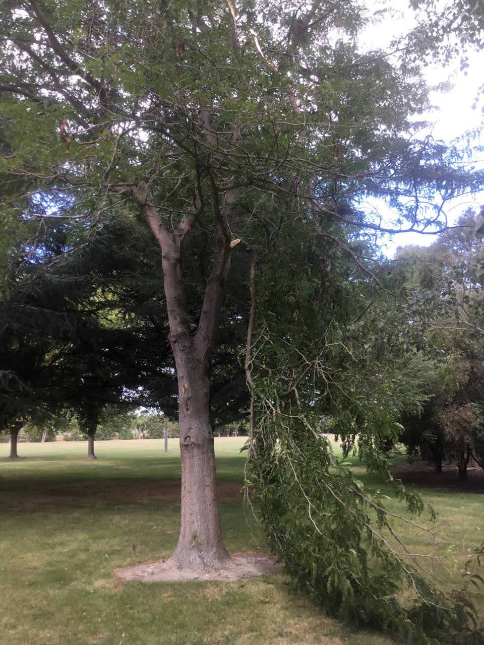 The photograph attached to this parks report