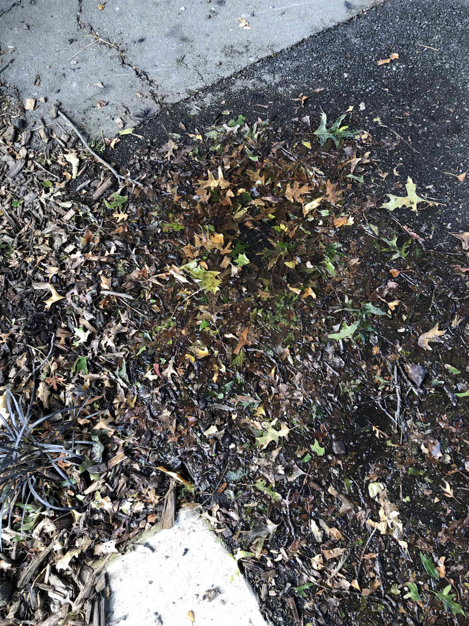 The photograph attached to this water supply report