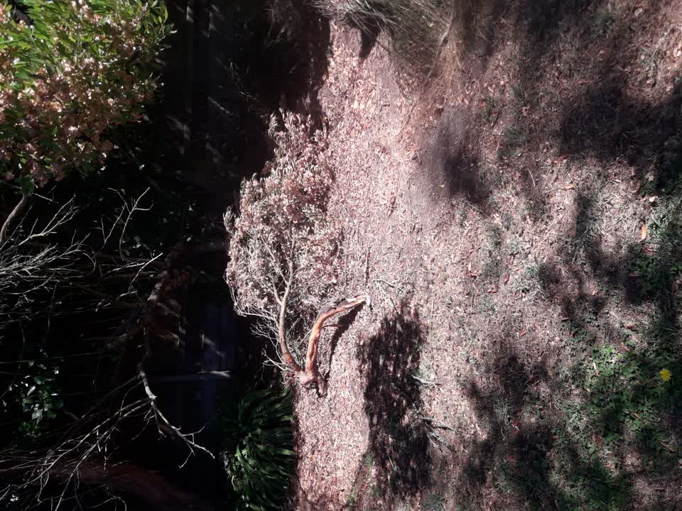 The photograph attached to this parks report