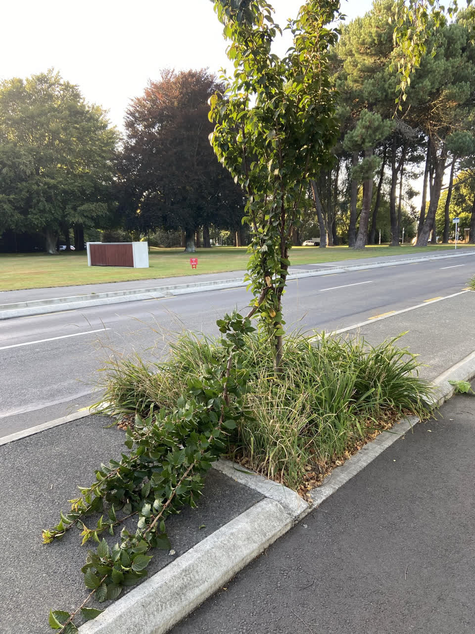 The photograph attached to this parks report