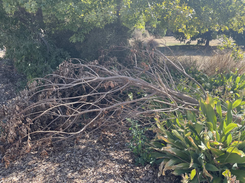 The photograph attached to this parks report