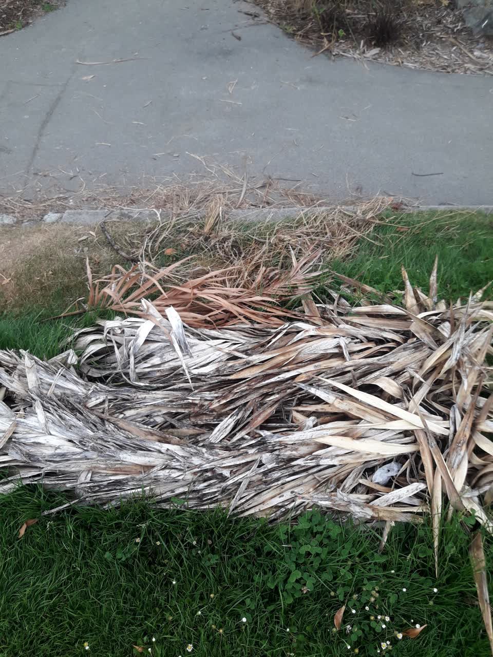 The photograph attached to this parks report