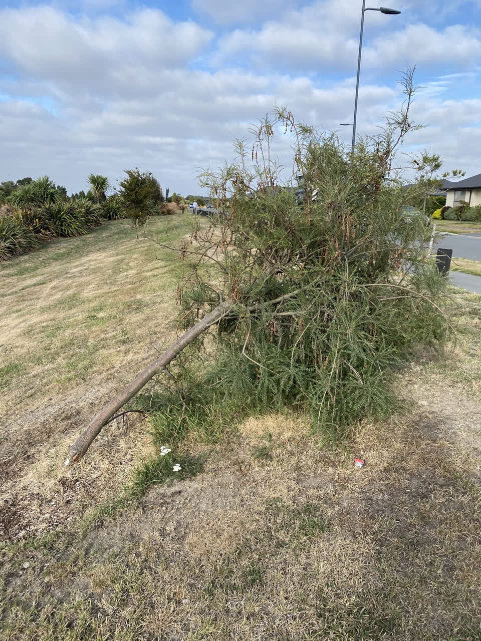 The photograph attached to this parks report
