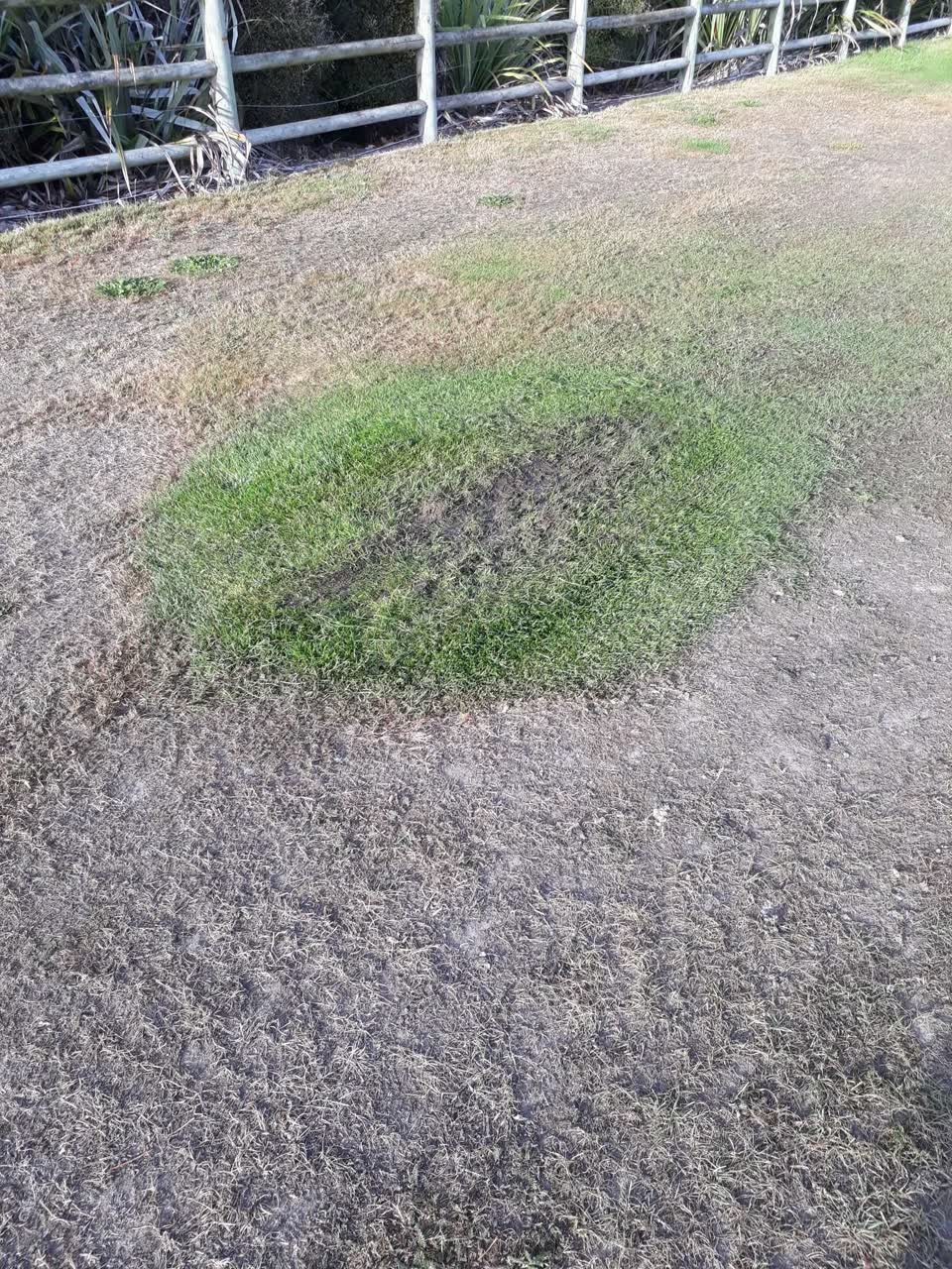 The photograph attached to this parks report