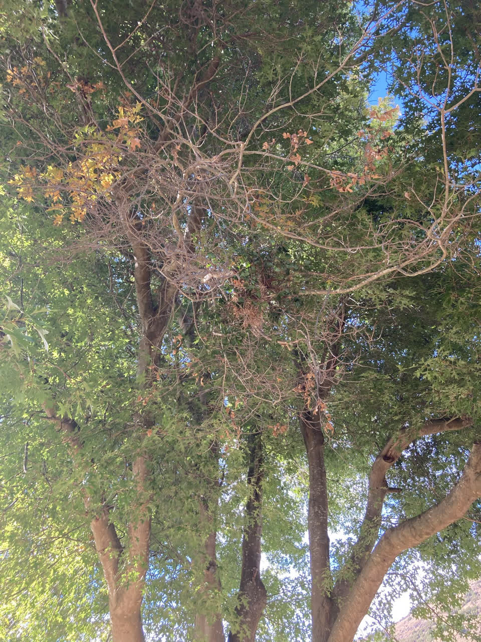 The photograph attached to this parks report