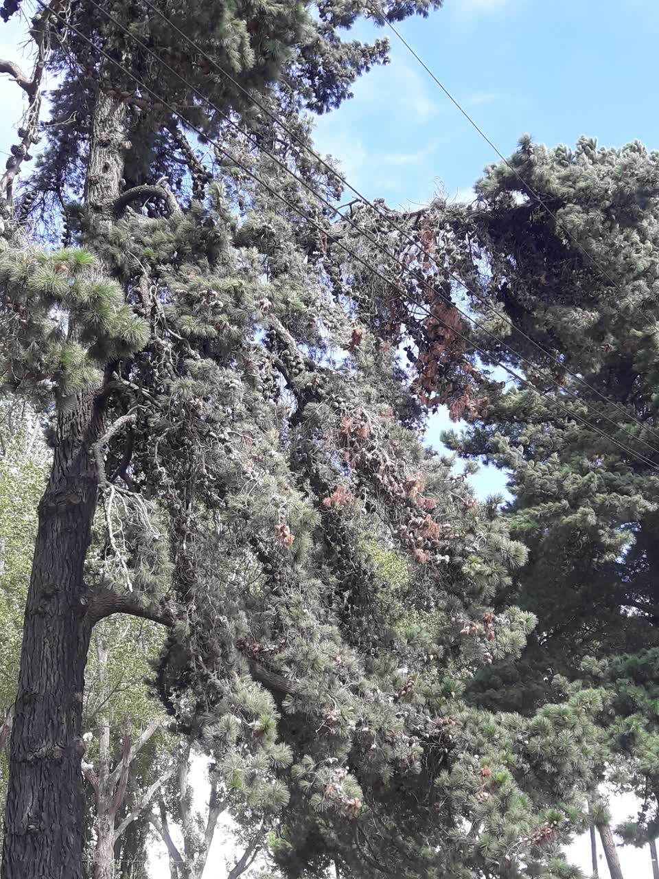 The photograph attached to this parks report