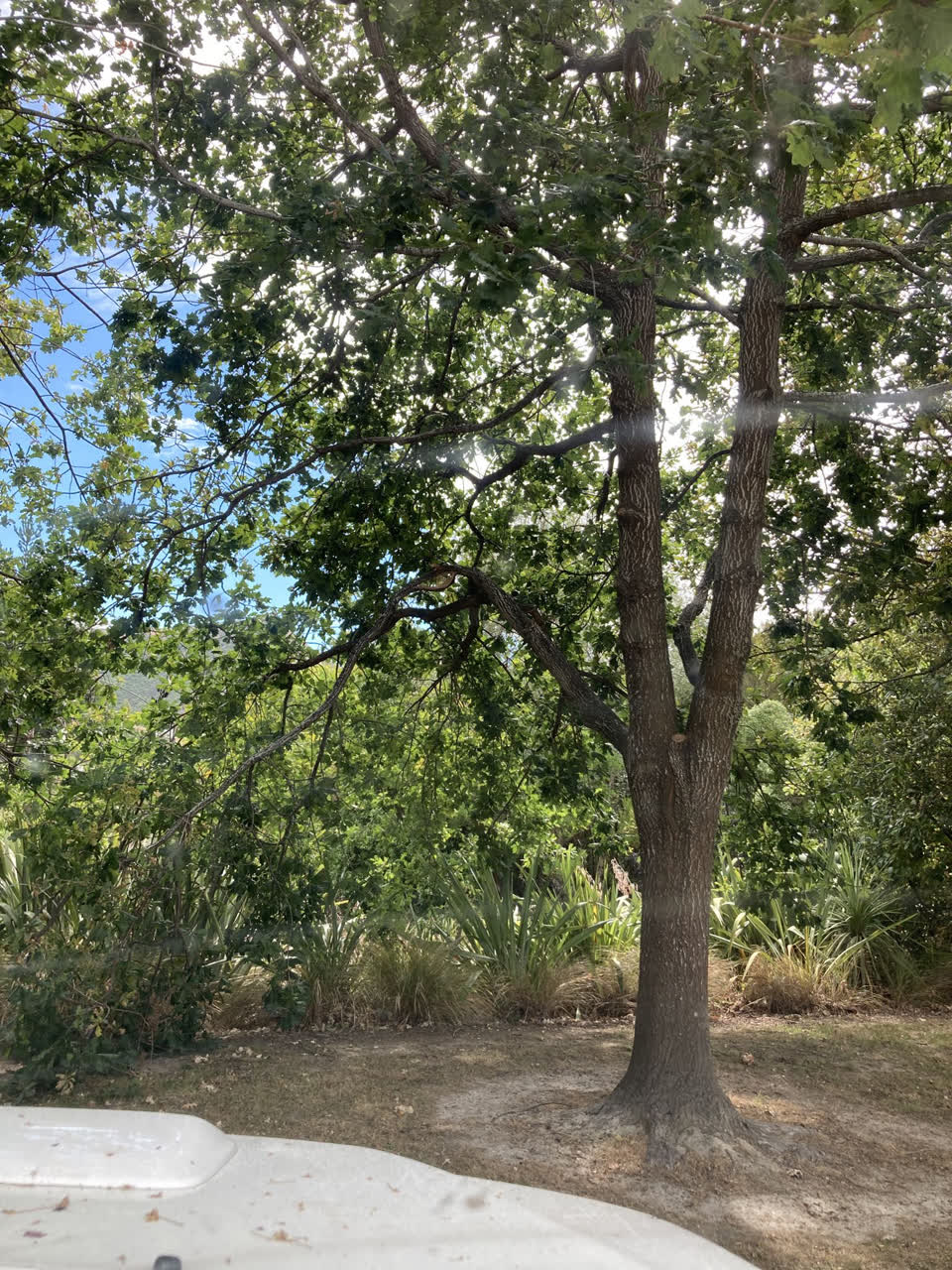 The photograph attached to this parks report