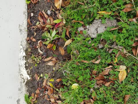 Water Leak, a report photo