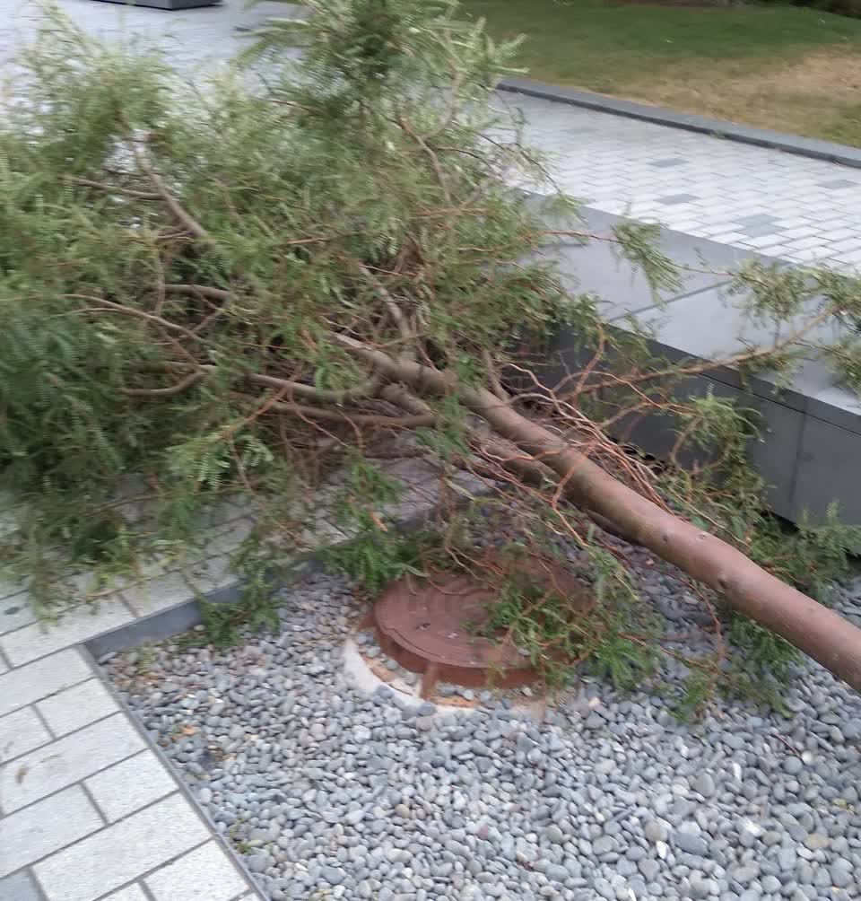 The photograph attached to this parks report